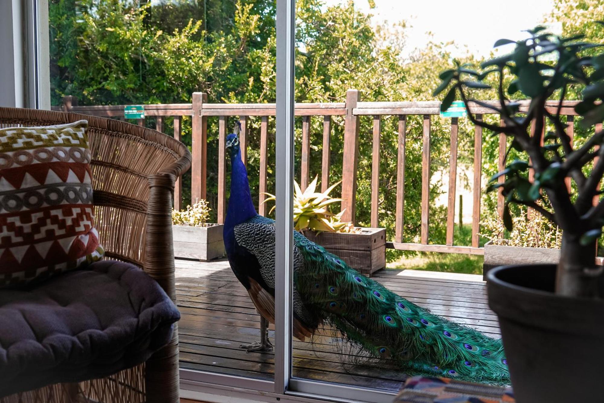 Soutelande Country Stay - Close To 1#Beach In Pe Πορτ Ελίζαμπεθ Εξωτερικό φωτογραφία