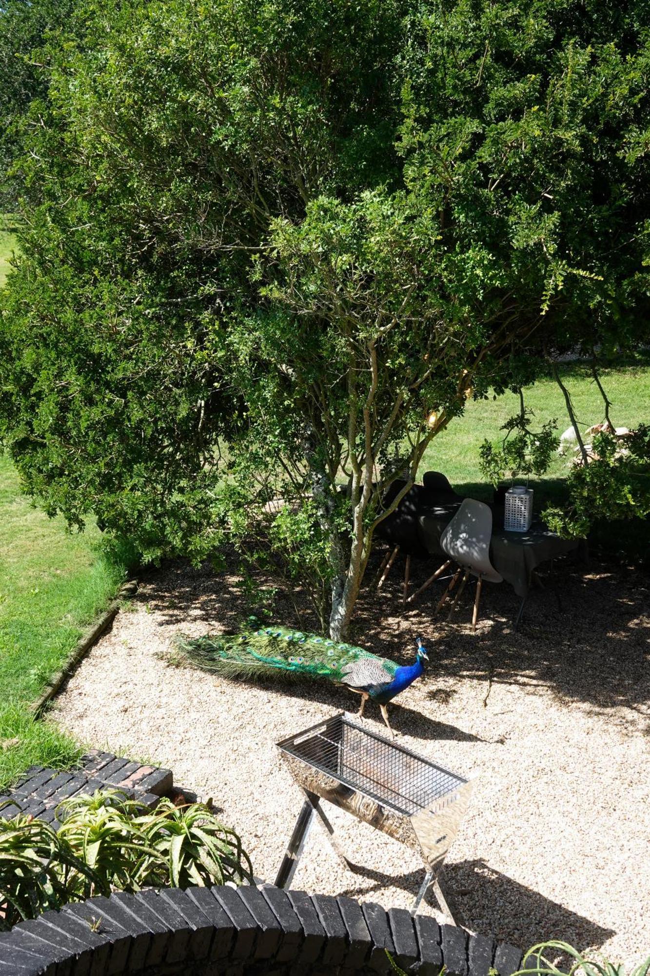 Soutelande Country Stay - Close To 1#Beach In Pe Πορτ Ελίζαμπεθ Εξωτερικό φωτογραφία